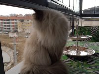 PRENSES MİA HİMALAYAN KEDİMİZ