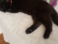 Ücretsiz sahiplendirilecek british shorthair