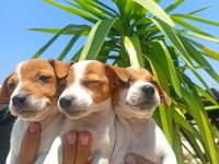 Terrier Jack Yavruları Tüm İllere Gönderim