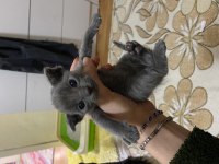 2 scottish fold ve 1 blue point