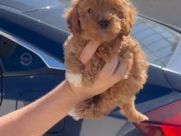 Orjinal Toy Poodle