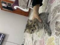 British shorthair tabby dişi (top kafa)