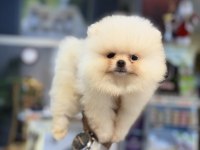 Pomeranian yavrular