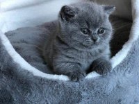 Kaliteli british shorthair sağlıklı yavrular
