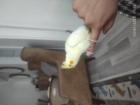 Eğitimlik Bebek Sultan Papağanlar Ve Çiftler