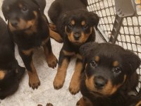 Rottweiler Yavrular Teslime Hazır