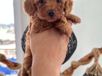 MİNİK TOY POODLE YAVRULARI YENİ SAHİPLERİNİ ARIYOR