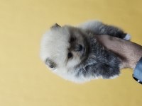 2 AYLIK ERKEK POMERANİAN BOO