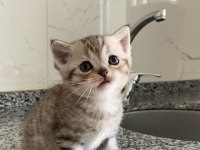 Silver Classic Tabby British Shorthair Erkek