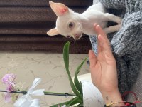 Son 3 Chihuahua bebek Acil