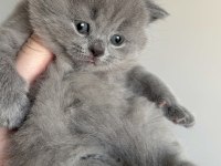 PRENSES VE PRENS KEDİLERİM