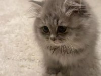 BRİTİSH LONGHAİR GRİ RENK YENİ SÜTTEN KESİLME
