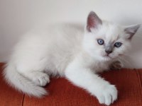 Son Blue Point British Shorthair Prensi