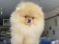 Show kalite wc eğitimli fcı export sçr li pomeranian