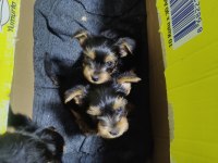 58 günlük 3 erkek yorkshire terrier yavrularımız