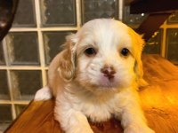 Ev doğumu maltipoo bebeklerimiz 