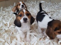 Akkuş Üretim Çiftliğinden Beagle Yavruları