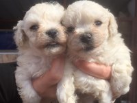 Maltese bebekler
