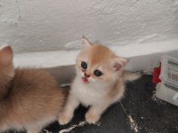British longhair ve british Gold Ny11