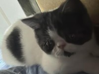 4.5 aylık dünya tatlısı erkek exotic shorthair