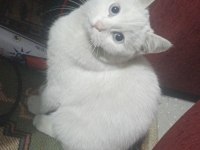 British shorthair 1 yaşında