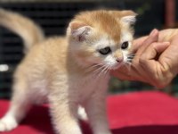 Ankaranın en elit golden british shorthair yavruları