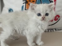 Kar beyaz mavi gözlü british shorthair ve longhair