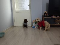 Baba 0 numara anne 01 numara toy poodle