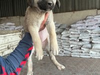 İri cüsseli kangal yavruları