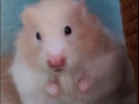 8 aylık sevimli uysal insana alışık hamster
