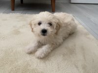 A KALİTE MALTİPOO YAVRULARIMIZ