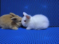 Sevimli Bebek Tavşanlar