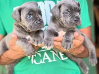 Blue Cane Corso Yavruları