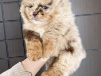Pomeranian Chocolate Merle Mavi Gözlü