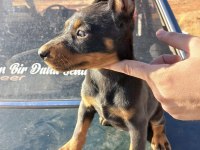 Siyah 2 adet Dişi doberman