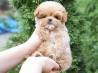KORE GEN HATTI MALTİPOO BEBEKLERİM