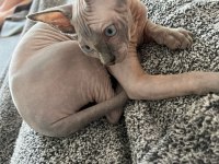 Sphynx (Sfenks)