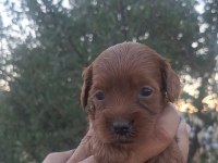 EN TATLİ MALTİPOO BEBEKLER BURADA