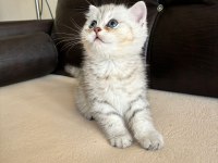 Safkan british shorthair