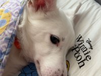 Erkek köpeğimiz olumuz bolt için yuva arıyoruz