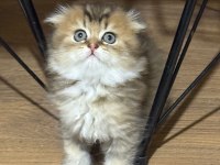 Scottish fold yuvam olur musunuz?