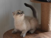 Show Kalite Scottish Fold Blue Point Yavrumuz
