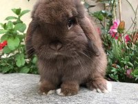 LOP TAVŞANLARIMIZ GÜN İÇİ GÖNDERİM MEVCUTTUR