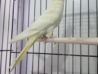 Lutino Erkek Sultan Papağanı