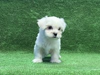 MÜKEMMEL MALTESE YAVRU