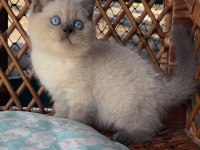 Masmavi Gözleriyle BluePoint British Shorthair