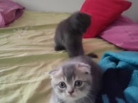 5 mayıs doğumlu scottish fold