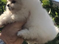 Ayı surat beyaz ve orange pomeranian köpekler