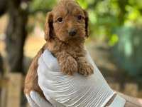 Maltipoo Yavrularımızı Canlı Görerek Alabilirsiniz