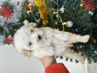 Bichon frise köpeği